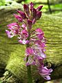 Orchis × hybrida Germany - Ungeheuerklamm