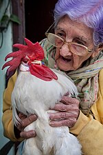 Thumbnail for File:A 95 year old woman with her pet rooster, Havana, Cuba.jpg