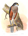 English: Chestnut-flanked Sparrowhawk Accipiter castanilius (cat.)