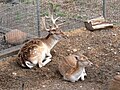 Fallow deer