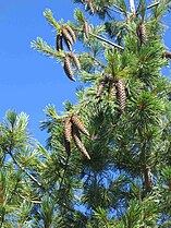 Foliage and cones