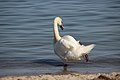 Schwan im Meer