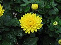 Chrysanthemum × grandiflorum