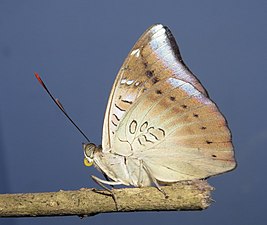 Ventral view