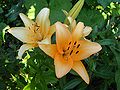 Fade variety of Lilium bulbiferum ?