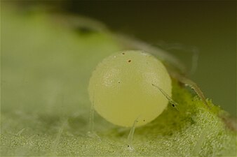 Egg