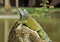 Female wild Iguana, Ecuador