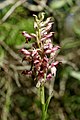 Anacamptis coriophora Spain - Mallorca