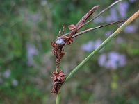 Carex extensa