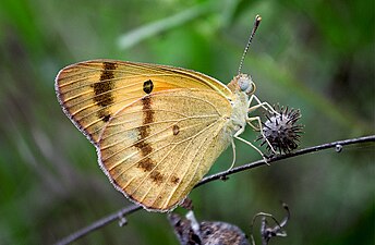 Ventral view