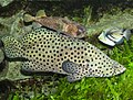 Panther grouper. At the top is a Porcupine pufferfish and on the right a Picasso triggerfish