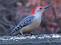 Red-bellied woodpecker