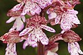 Orchis × hybrida Germany - Blaubeuren, Pappelau