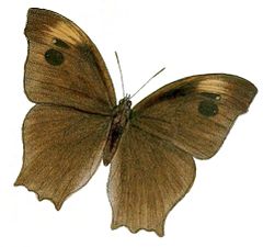 Dorsal view (wet season form)