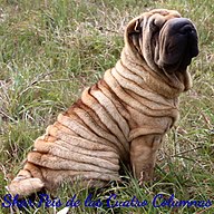 Shar Pei