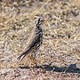 Thumbnail for File:Zorzal litsitsirupa (Turdus litsitsirupa), Santuario de Rinocerontes Khama, Botsuana, 2018-08-02, DD 13.jpg