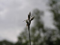 Carex curvata