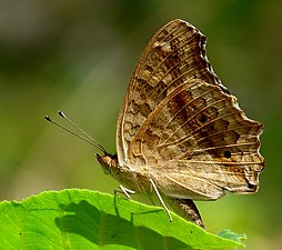 Ventral view (dry season form)