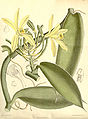 Vanilla planifolia plate 7167 in: Curtis's Bot. Magazine (Orchidaceae), vol. 117, (1891)