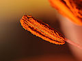 stamen