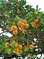 Foliage and fruit