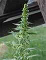 inflorescence of male plant