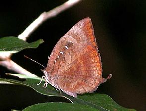 Ventral view