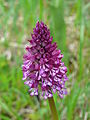 Orchis × hybrida France - Dordogne Saint-Amand-de-Coly