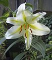 Lilium auratum