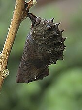 Pupa