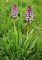 Orchis × hybrida Germany - Saarland