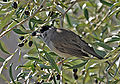 Male blackcap in Nice