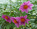 Dahlia tenuicaulis