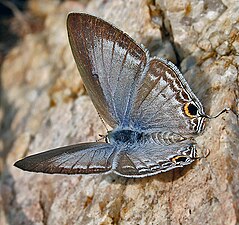 Dorsal view (female)