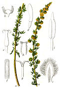 Artemisia rupestris
