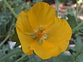 Glaucium flavum flower