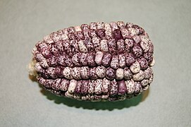 mauve Andean maize