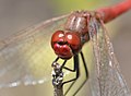 head, male