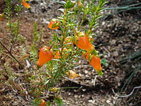 Erica blenna var. grandiflora