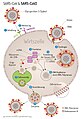 SARS-CoV-2 lifecycle, "Vermehrungszyklus", German description