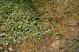 Heteranthera reniformis dans une rizière en petite Camargue, montrant sa diffusion par stolons