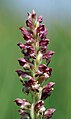 Anacamptis coriophora Germany - Bavaria - Franconia