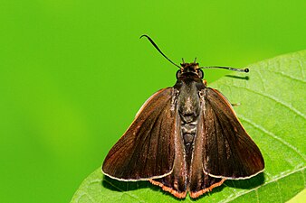 Dorsal view