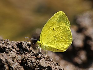 Ventral view