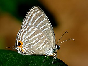 Ventral view (wet season form)