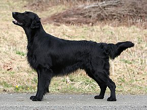 Black dogs