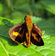 Dorsal view