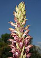 Anacamptis coriophora Spain - Mallorca