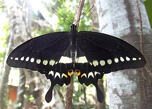 Dorsal view