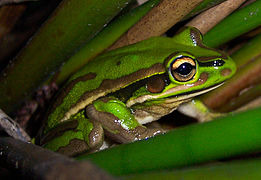 A Green and Golden Bell Frog, (Litoria aurea), Australia